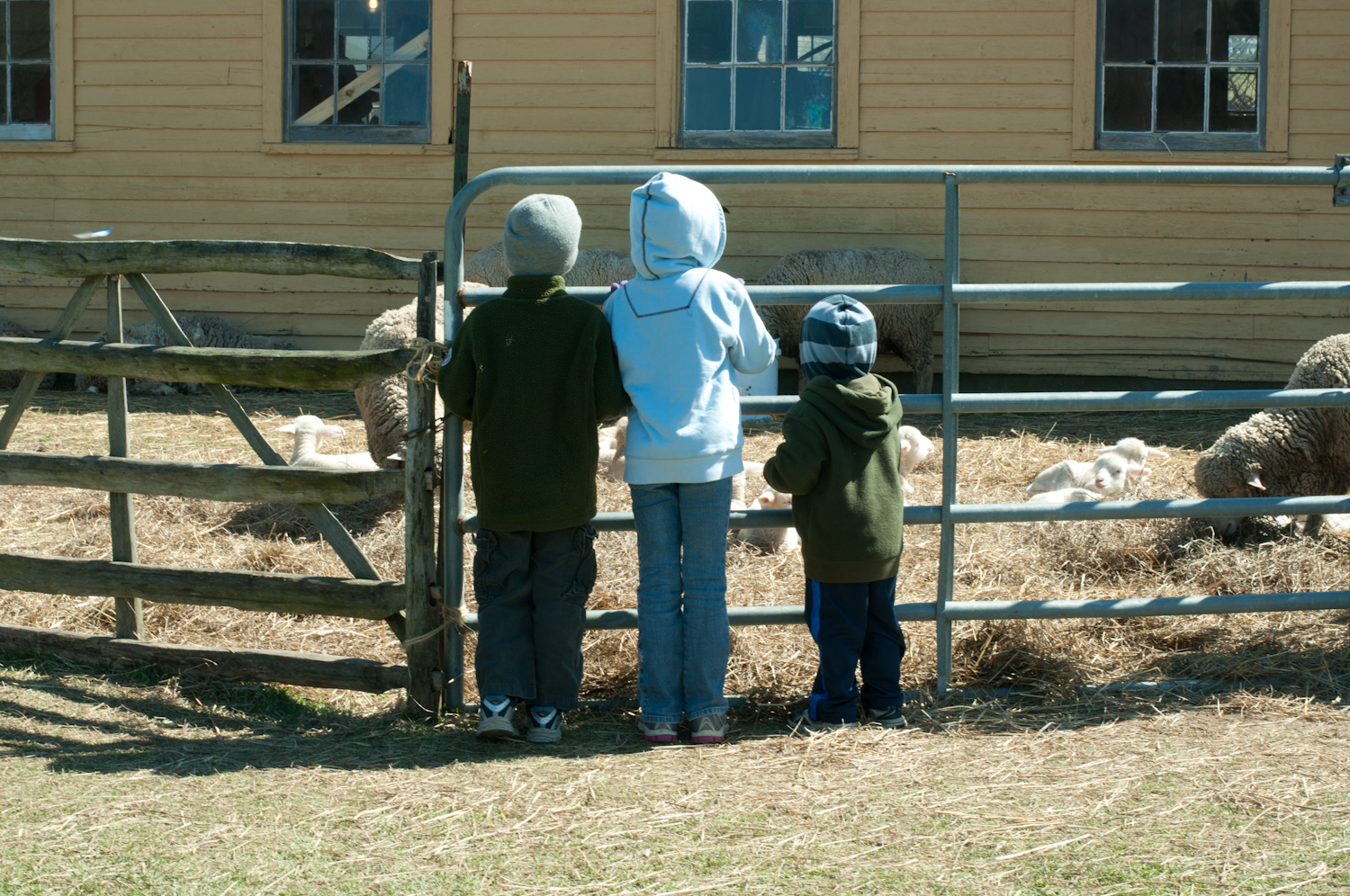 Baby Animals at Hancock Shaker Village